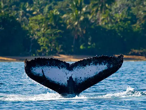 Queue de baleine