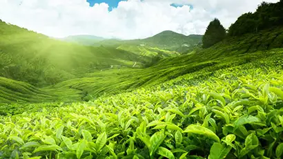Plantations de thé à perte de vue dans les montagnes