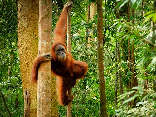 Orang-outan dans les arbres