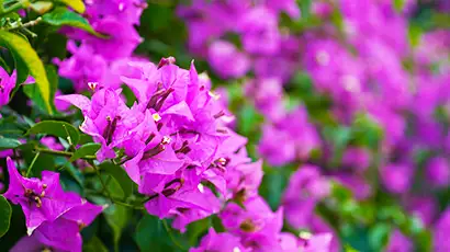 Fleurs de Bougainvilliers