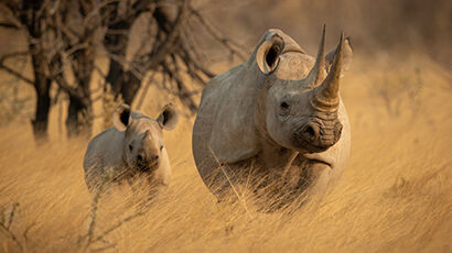 Rhinocéros dans la savane