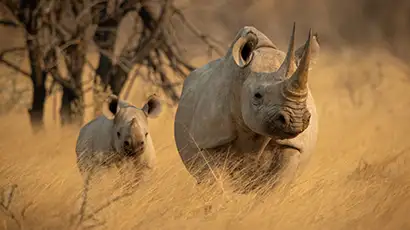 Rhinocéros dans la savane