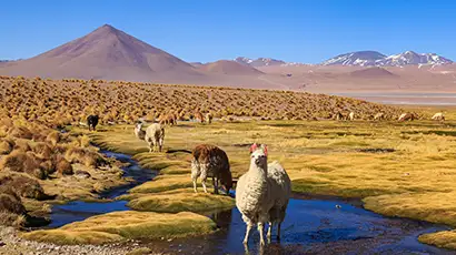 Plaine avec des lamas