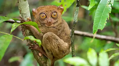 Phot d'un tarsier sur une branche
