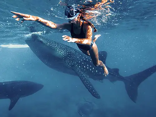 Femme qui nage avec des requins-baleines