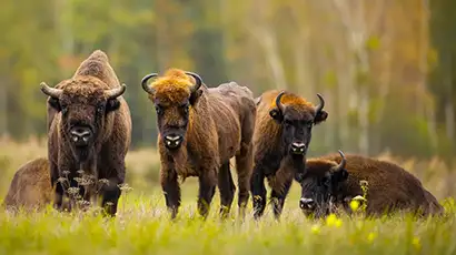 Bisons dans le Parc de Białowieża