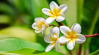 Fleurs de tiaré