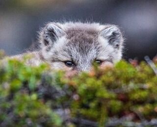 Bête cachée derrière une colline