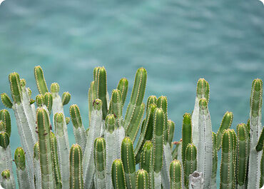 Cactus aux Îles Canaries