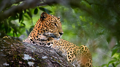 Léopard allongé sur une branche