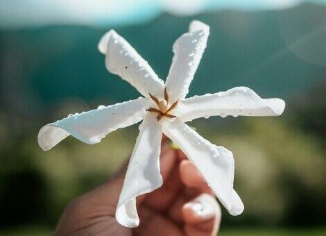 Fleur de tiaré en Polynésie française, voyage sur mesure