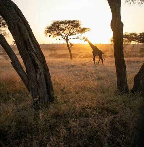 Girafe au coucher du soleil, voyage sur mesure en Tanzanie