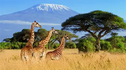 Girafes dans la savane