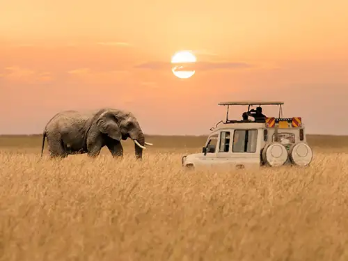 Jeep dans la savane au coucher du soleil avec un éléphant