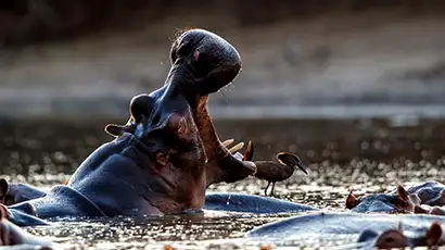 Hippopotame ayant la gueule ouverte