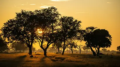 Coucher de soleil dans la savane