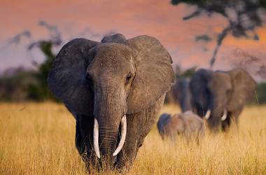 Afrique