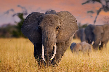Afrique