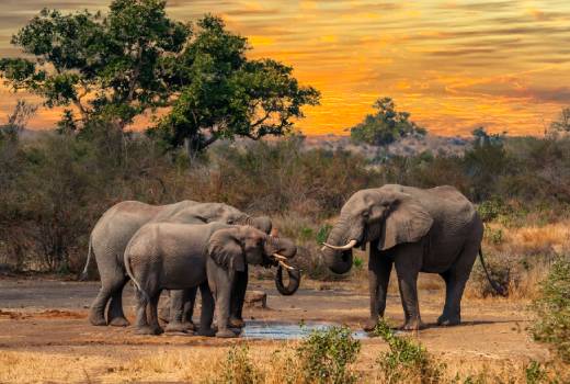 Safaris