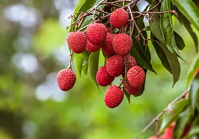 Branche de litchis