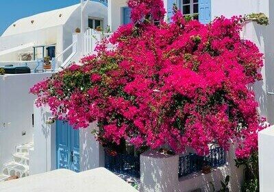 maison à Santorin avec fleurs roses